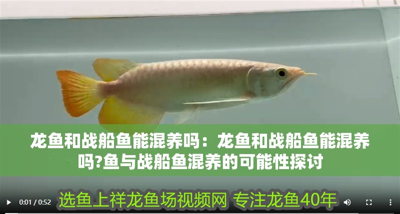 龍魚和戰船魚能混養嗎：龍魚和戰船魚能混養嗎?魚與戰船魚混養的可能性探討 龍魚和戰船魚能混養嗎：龍魚和戰船魚能混養嗎?魚與戰船魚混養的可能性探討 水族問答