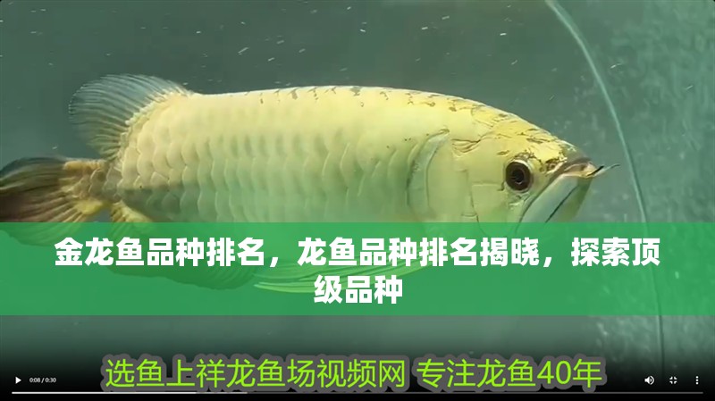 金龍魚(yú)品種排名，龍魚(yú)品種排名揭曉，探索頂級(jí)品種