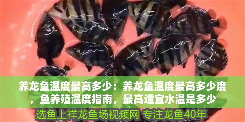 養(yǎng)龍魚溫度最高多少：養(yǎng)龍魚溫度最高多少度，魚養(yǎng)殖溫度指南，最高適宜水溫是多少