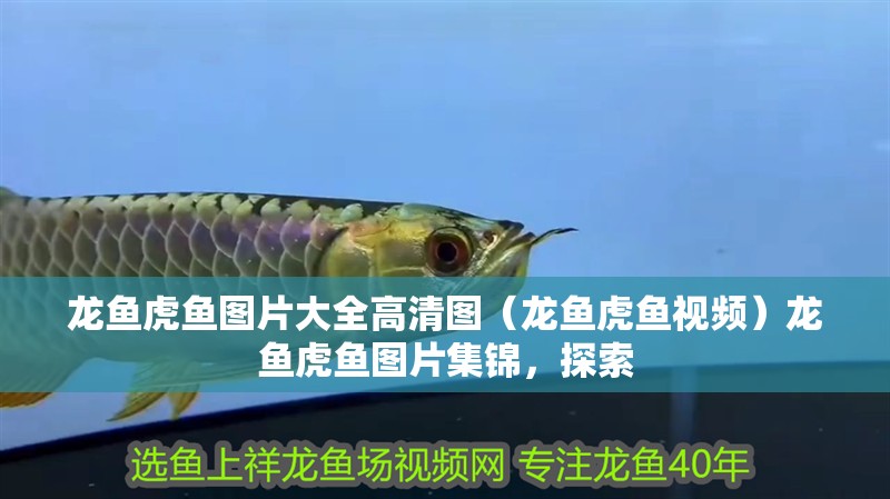龍魚虎魚圖片大全高清圖（龍魚虎魚視頻）龍魚虎魚圖片集錦，探索