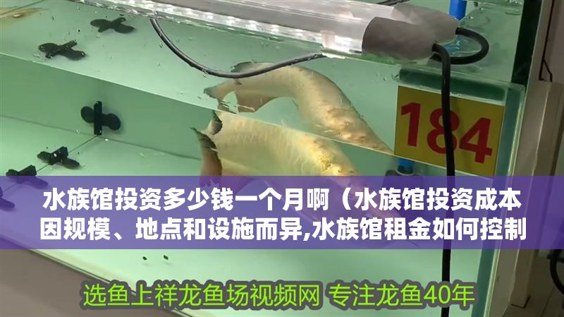 水族館投資多少錢一個月啊（水族館投資成本因規模、地點和設施而異,水族館租金如何控制成本）
