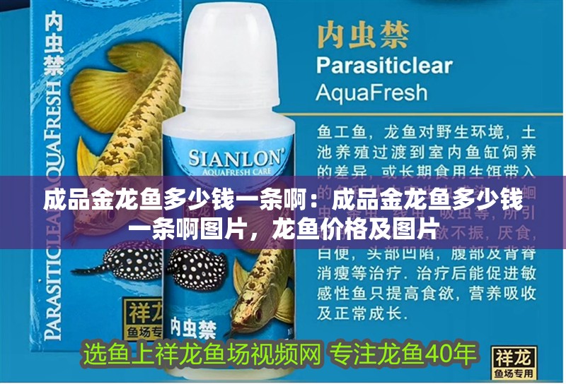 成品金龍魚多少錢一條啊：成品金龍魚多少錢一條啊圖片，龍魚價格及圖片