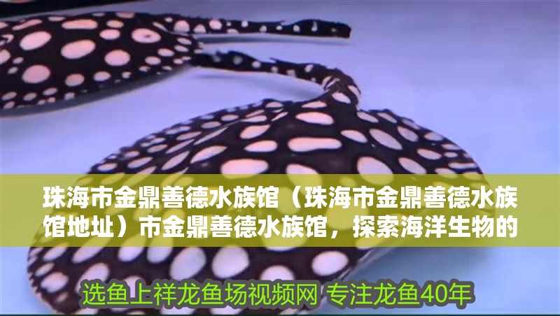 珠海市金鼎善德水族館（珠海市金鼎善德水族館地址）市金鼎善德水族館，探索海洋生物的奇妙