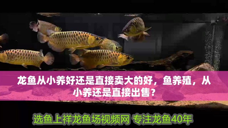 龍魚從小養好還是直接賣大的好，魚養殖，從小養還是直接出售？