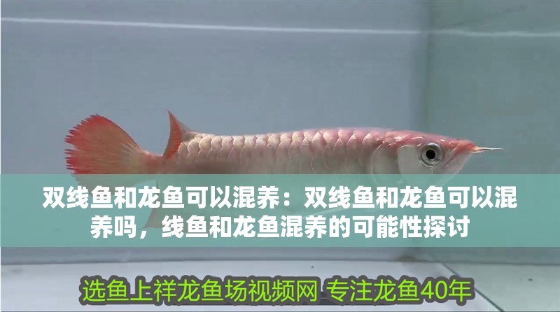 雙線魚和龍魚可以混養：雙線魚和龍魚可以混養嗎，線魚和龍魚混養的可能性探討