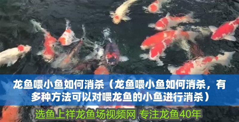 龍魚喂小魚如何消殺（龍魚喂小魚如何消殺，有多種方法可以對喂龍魚的小魚進行消殺）
