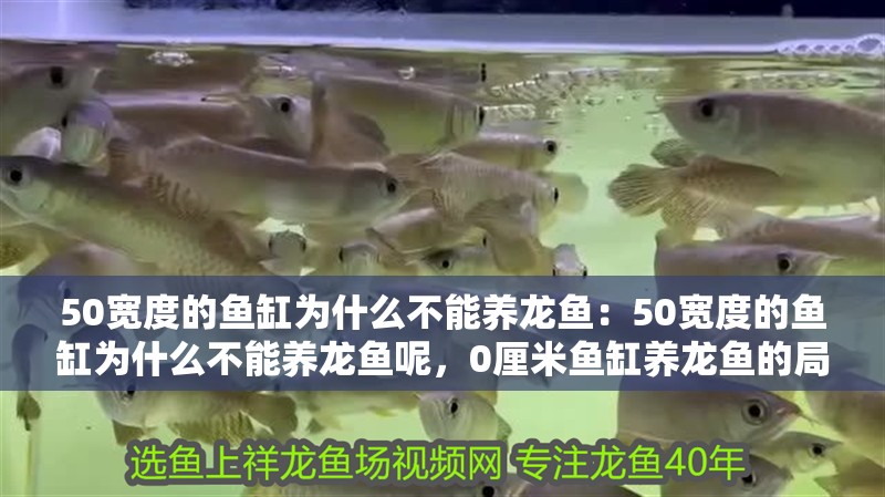50寬度的魚缸為什么不能養(yǎng)龍魚：50寬度的魚缸為什么不能養(yǎng)龍魚呢，0厘米魚缸養(yǎng)龍魚的局限性分析