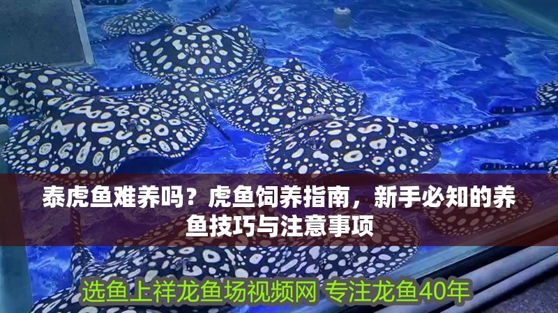 泰虎魚難養嗎？虎魚飼養指南，新手必知的養魚技巧與注意事項