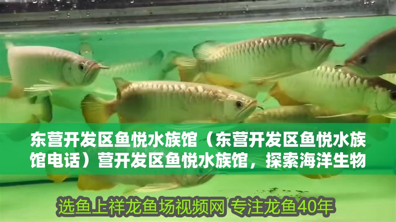 東營開發(fā)區(qū)魚悅水族館（東營開發(fā)區(qū)魚悅水族館電話）營開發(fā)區(qū)魚悅水族館，探索海洋生物的奇妙世界