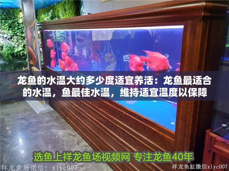 龍魚的水溫大約多少度適宜養活：龍魚最適合的水溫，魚最佳水溫，維持適宜溫度以保障