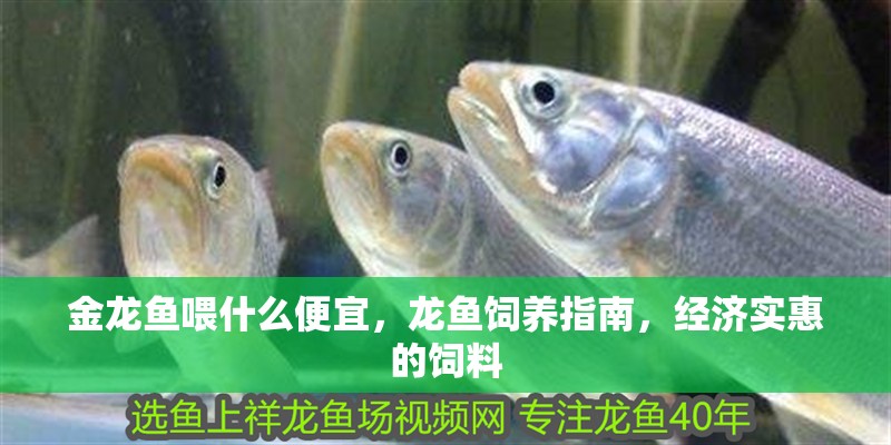 金龍魚喂什么便宜，龍魚飼養指南，經濟實惠的飼料