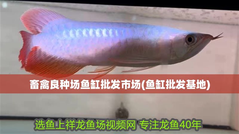 畜禽良種場魚缸批發市場(魚缸批發基地)
