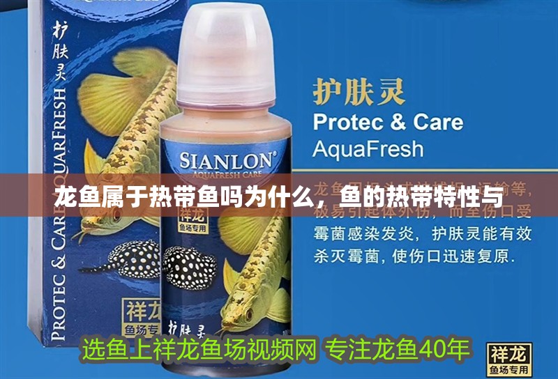 龍魚屬于熱帶魚嗎為什么，魚的熱帶特性與