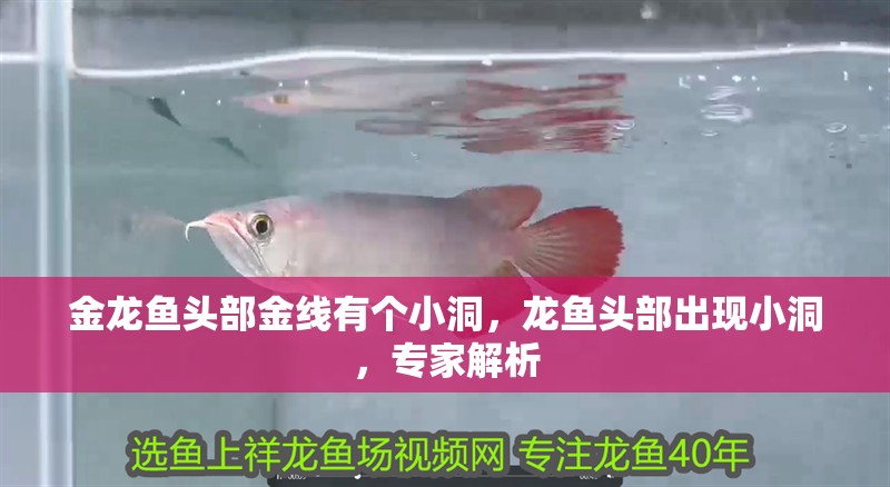 金龍魚頭部金線有個小洞，龍魚頭部出現小洞，專家解析