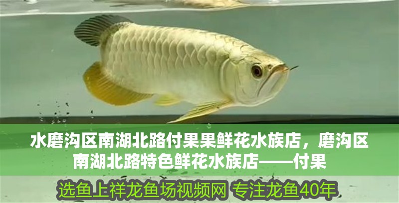 水磨溝區南湖北路付果果鮮花水族店，磨溝區南湖北路特色鮮花水族店——付果