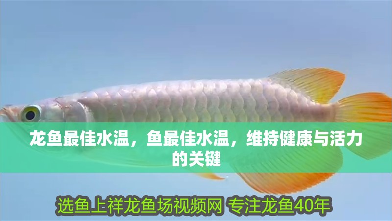 龍魚最佳水溫，魚最佳水溫，維持健康與活力的關鍵