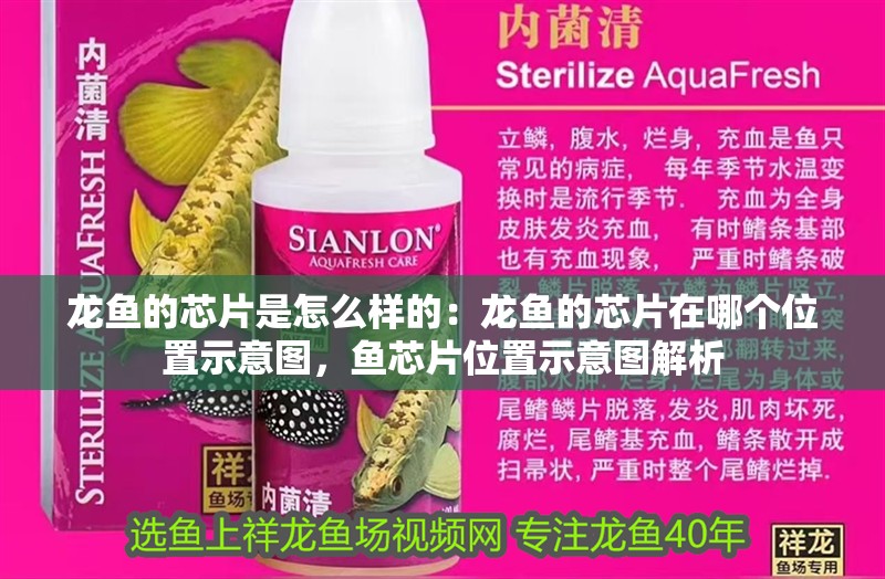 龍魚的芯片是怎么樣的：龍魚的芯片在哪個位置示意圖，魚芯片位置示意圖解析