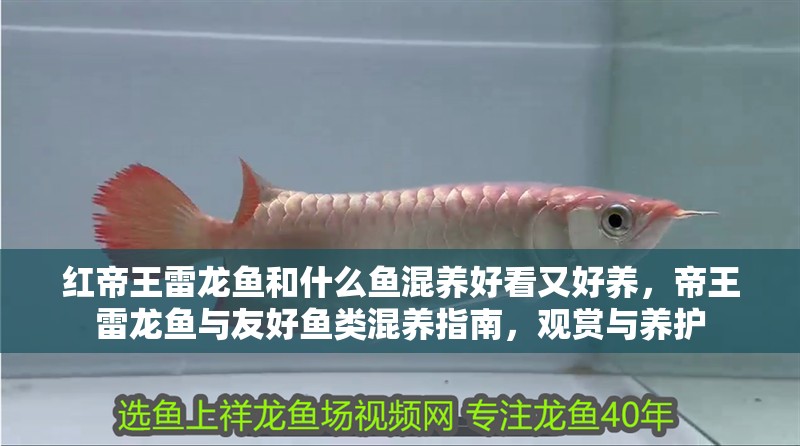 紅帝王雷龍魚和什么魚混養好看又好養，帝王雷龍魚與友好魚類混養指南，觀賞與養護