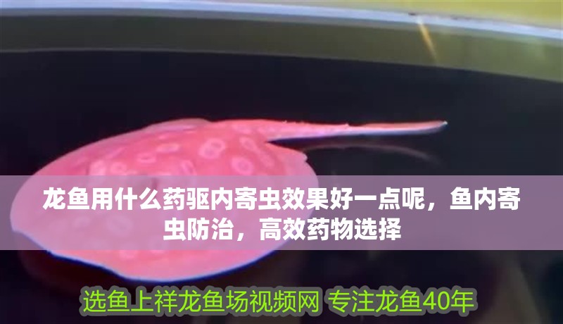 龍魚用什么藥驅內寄蟲效果好一點呢，魚內寄蟲防治，高效藥物選擇