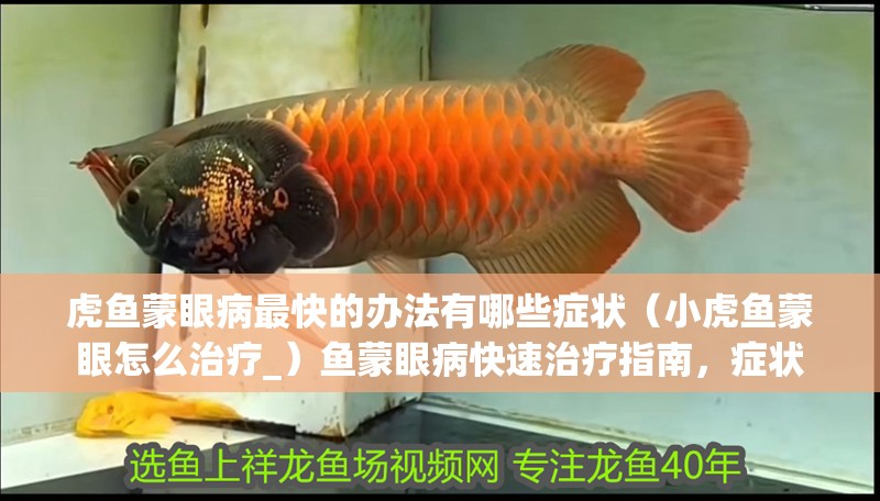 虎魚蒙眼病最快的辦法有哪些癥狀（小虎魚蒙眼怎么治療_）魚蒙眼病快速治療指南，癥狀 虎魚蒙眼病最快的辦法有哪些癥狀（小虎魚蒙眼怎么治療_）魚蒙眼病快速治療指南，癥狀 虎魚百科