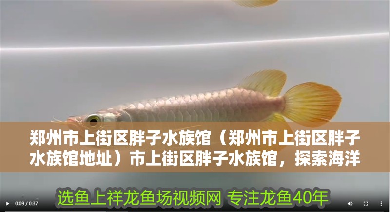 鄭州市上街區(qū)胖子水族館(鄭州市上街區(qū)胖子水族館地址)市上街區(qū)胖子水族館,探索海洋 全國水族館企業(yè)名錄 第2張 鄭州市上街區(qū)胖子水族館(鄭州市上街區(qū)胖子水族館地址)市上街區(qū)胖子水族館,探索海洋 鄭州市上街區(qū)胖子水族館(鄭州市上街區(qū)胖子水族館地址)市上街區(qū)胖子水族館,探索海洋 全國水族館企業(yè)名錄 第2張