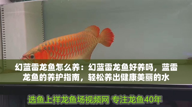 幻藍雷龍魚怎么養：幻藍雷龍魚好養嗎，藍雷龍魚的養護指南，輕松養出健康美麗的水