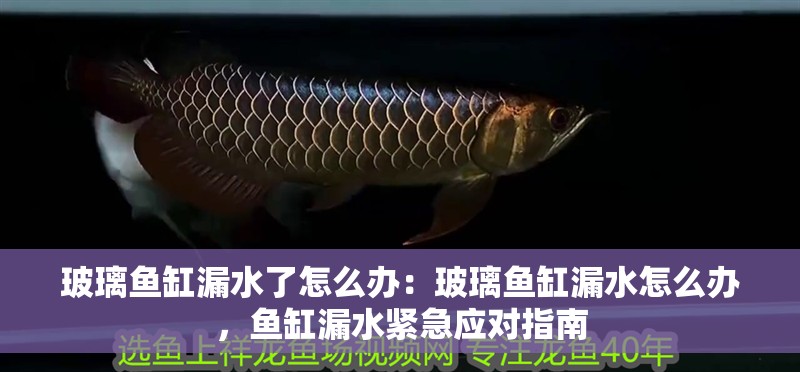 玻璃魚缸漏水了怎么辦：玻璃魚缸漏水怎么辦，魚缸漏水緊急應對指南