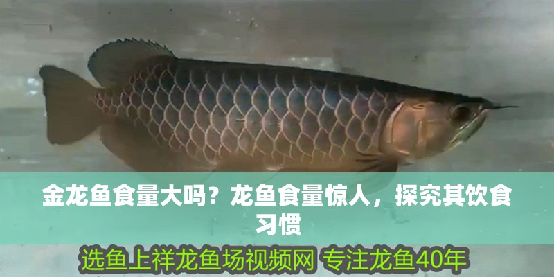 金龍魚食量大嗎？龍魚食量驚人，探究其飲食習慣