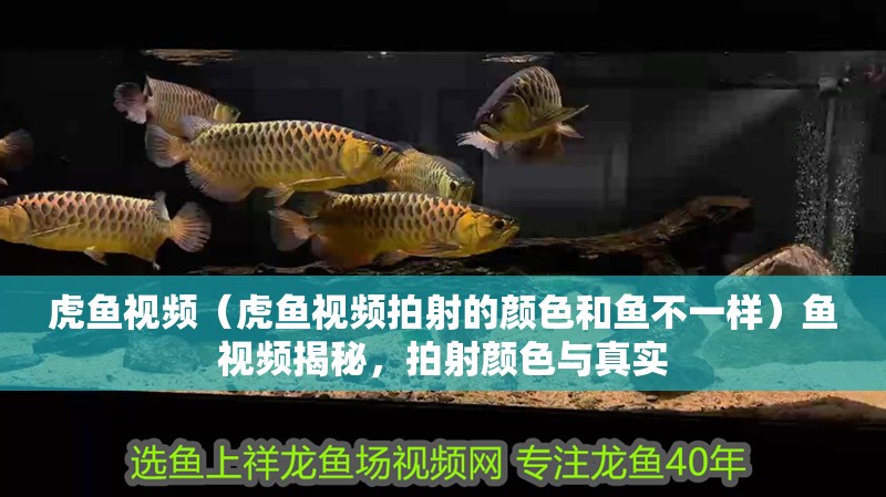 虎魚視頻（虎魚視頻拍射的顏色和魚不一樣）魚視頻揭秘，拍射顏色與真實 虎魚視頻（虎魚視頻拍射的顏色和魚不一樣）魚視頻揭秘，拍射顏色與真實 虎魚百科