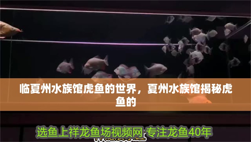 臨夏州水族館虎魚的世界，夏州水族館揭秘虎魚的