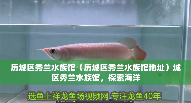 歷城區秀蘭水族館（歷城區秀蘭水族館地址）城區秀蘭水族館，探索海洋