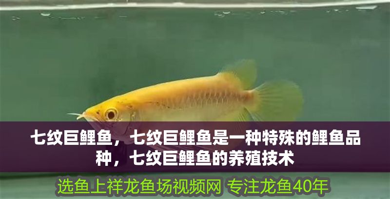 七紋巨鯉魚，七紋巨鯉魚是一種特殊的鯉魚品種，七紋巨鯉魚的養殖技術