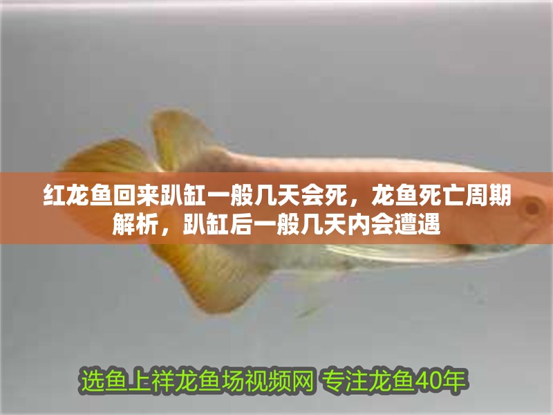 紅龍魚回來趴缸一般幾天會死，龍魚死亡周期解析，趴缸后一般幾天內會遭遇