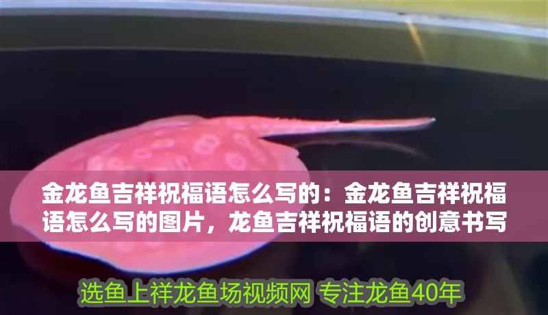 金龍魚吉祥祝福語怎么寫的：金龍魚吉祥祝福語怎么寫的圖片，龍魚吉祥祝福語的創意書寫與