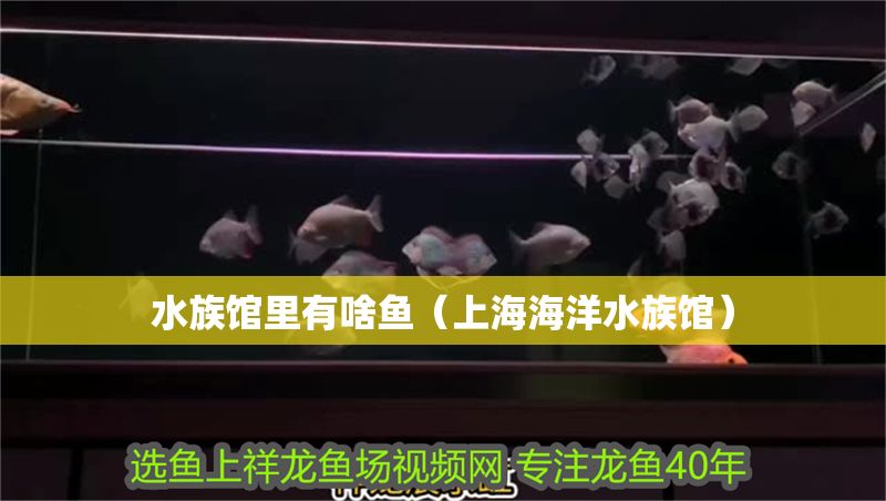 水族館里有啥魚（上海海洋水族館） 水族館里有啥魚（上海海洋水族館） 水族館百科（水族館加盟） 第1張