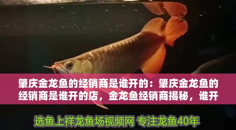 肇慶金龍魚的經銷商是誰開的：肇慶金龍魚的經銷商是誰開的店，金龍魚經銷商揭秘，誰開設了這家連鎖品牌店？