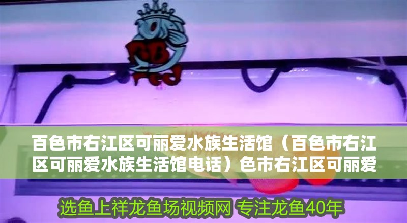 百色市右江區(qū)可麗愛水族生活館（百色市右江區(qū)可麗愛水族生活館電話）色市右江區(qū)可麗愛水族生活館，探索自然之美，體驗(yàn)水族 百色市右江區(qū)可麗愛水族生活館（百色市右江區(qū)可麗愛水族生活館電話）色市右江區(qū)可麗愛水族生活館，探索自然之美，體驗(yàn)水族 全國水族館企業(yè)名錄 第2張