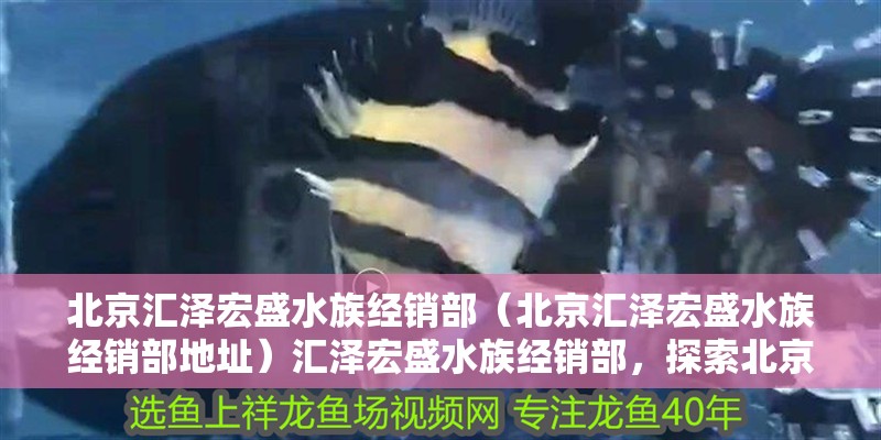 北京匯澤宏盛水族經銷部（北京匯澤宏盛水族經銷部地址）匯澤宏盛水族經銷部，探索北京地區(qū)的水族