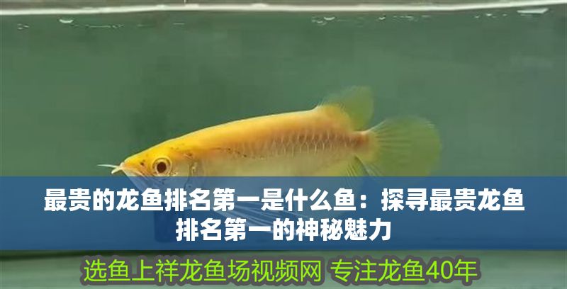 最貴的龍魚(yú)排名第一是什么魚(yú)：探尋最貴龍魚(yú)排名第一的神秘魅力