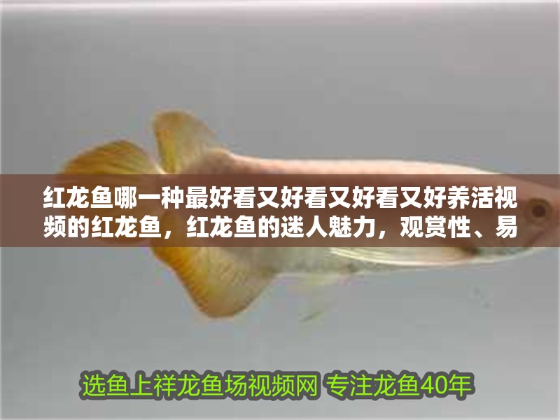 紅龍魚哪一種最好看又好看又好看又好養(yǎng)活視頻的紅龍魚，紅龍魚的迷人魅力，觀賞性、易養(yǎng)性與