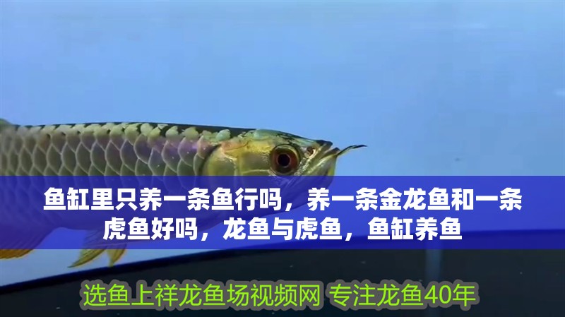魚缸里只養一條魚行嗎，養一條金龍魚和一條虎魚好嗎，龍魚與虎魚，魚缸養魚 魚缸里只養一條魚行嗎，養一條金龍魚和一條虎魚好嗎，龍魚與虎魚，魚缸養魚 虎魚百科