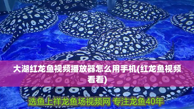 大湖紅龍魚視頻播放器怎么用手機(紅龍魚視頻看看) 大湖紅龍魚百科 第1張 大湖紅龍魚視頻播放器怎么用手機(紅龍魚視頻看看) 大湖紅龍魚視頻播放器怎么用手機(紅龍魚視頻看看) 大湖紅龍魚百科 第1張