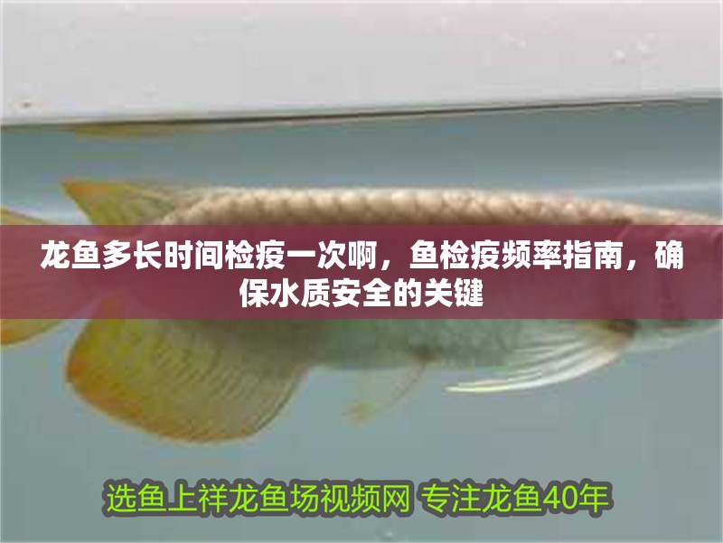 龍魚多長時間檢疫一次啊，魚檢疫頻率指南，確保水質安全的關鍵 龍魚多長時間檢疫一次啊，魚檢疫頻率指南，確保水質安全的關鍵 龍魚百科 第2張