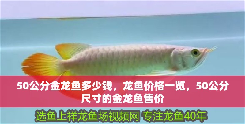 50公分金龍魚多少錢，龍魚價(jià)格一覽，50公分尺寸的金龍魚售價(jià)