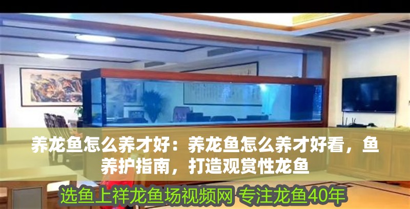 養(yǎng)龍魚怎么養(yǎng)才好:養(yǎng)龍魚怎么養(yǎng)才好看,魚養(yǎng)護指南,打造觀賞性龍魚 水族問答 養(yǎng)龍魚怎么養(yǎng)才好:養(yǎng)龍魚怎么養(yǎng)才好看,魚養(yǎng)護指南,打造觀賞性龍魚 養(yǎng)龍魚怎么養(yǎng)才好:養(yǎng)龍魚怎么養(yǎng)才好看,魚養(yǎng)護指南,打造觀賞性龍魚 水族問答