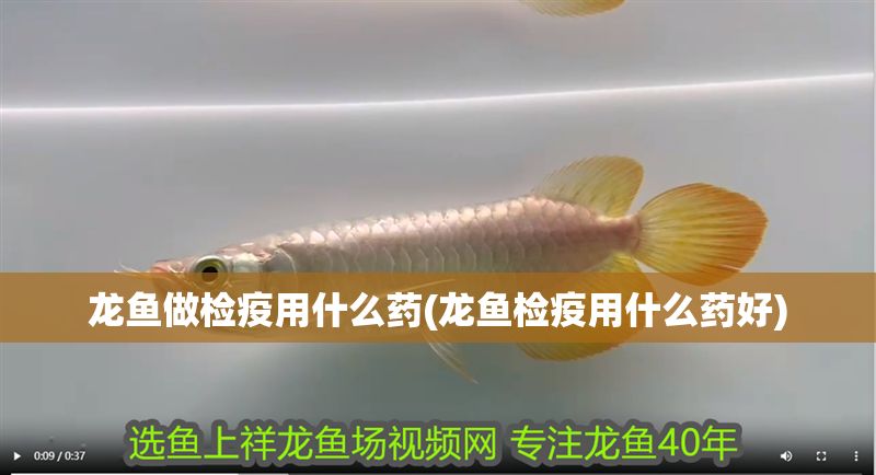 龍魚做檢疫用什么藥(龍魚檢疫用什么藥好)