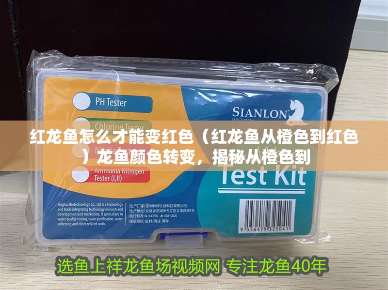 紅龍魚怎么才能變紅色（紅龍魚從橙色到紅色）龍魚顏色轉變，揭秘從橙色到
