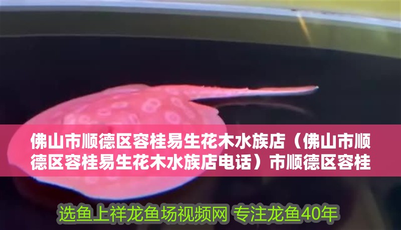 佛山市順德區容桂易生花木水族店（佛山市順德區容桂易生花木水族店電話）市順德區容桂易生花木水族店聯系方式及服務 佛山市順德區容桂易生花木水族店（佛山市順德區容桂易生花木水族店電話）市順德區容桂易生花木水族店聯系方式及服務 全國水族館企業名錄 第2張