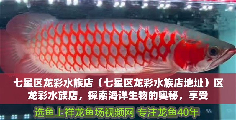 七星區龍彩水族店（七星區龍彩水族店地址）區龍彩水族店，探索海洋生物的奧秘，享受