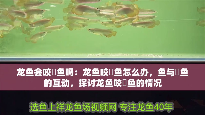 龍魚會咬魟魚嗎：龍魚咬魟魚怎么辦，魚與魟魚的互動，探討龍魚咬魟魚的情況